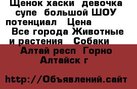 Щенок хаски, девочка супе, большой ШОУ потенциал › Цена ­ 50 000 - Все города Животные и растения » Собаки   . Алтай респ.,Горно-Алтайск г.